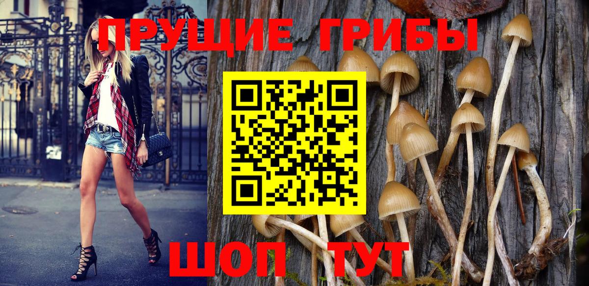 Алейск  Галлюциногенные грибы Psilocybine cubensis  Вход с VPN 